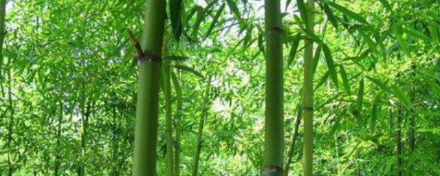 竹子的种植技巧 竹子怎样种植