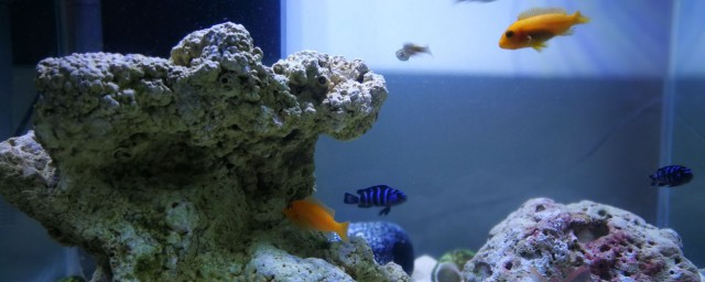 原生鱼混养方法 原生鱼如何混养呢