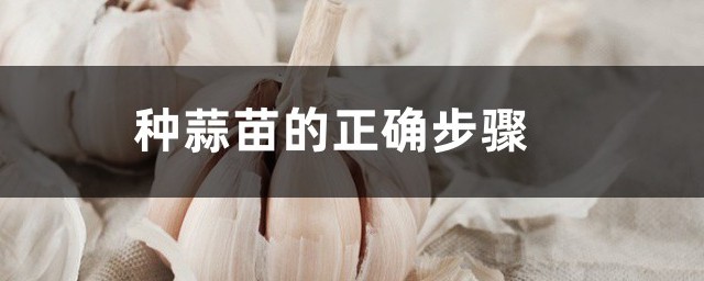 种蒜苗技巧 种蒜苗的精确技巧与次序