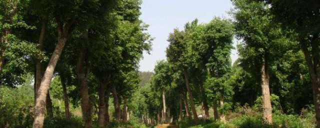 大朴树种植方法 大朴树的种植要领是什么