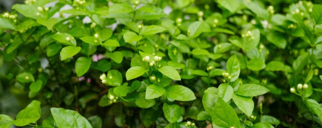 茉莉适合放在室内吗 能放在室内养殖茉莉吗
