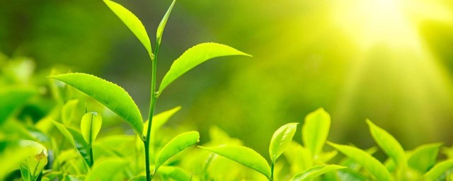 茶树防旱最佳方式 如何给茶树防旱