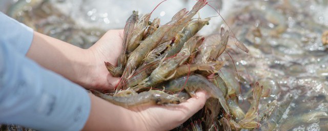 海钓挂虾技巧 海钓时挂虾饵的技巧