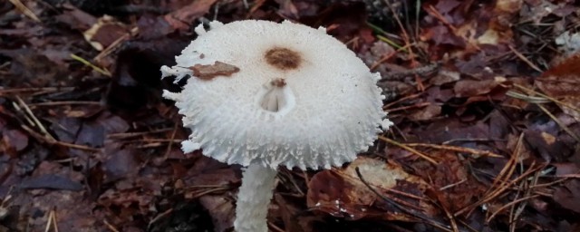 蘑菇保温技巧 蘑菇怎样保温