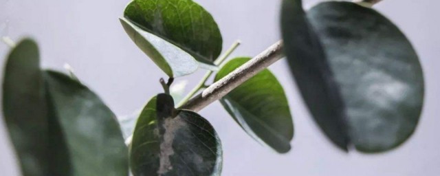 小叶紫檀树是风水禁忌 家里养紫檀树风水好吗