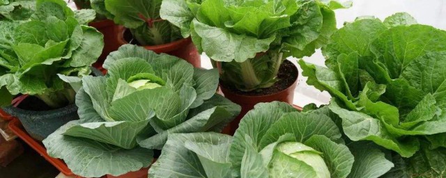 窗台种菜小技巧 窗台种菜小技巧是什么呢