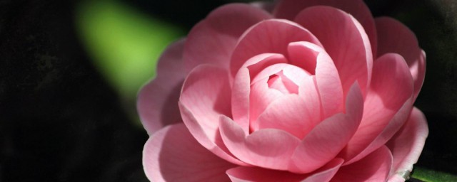 鲜花怎样保存时间长点 保存鲜花技巧