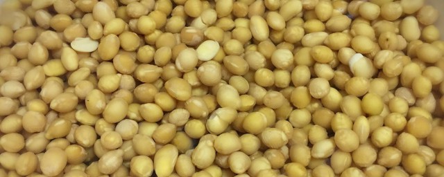黄豆炒鸡如何做 黄豆烧鸡的做法