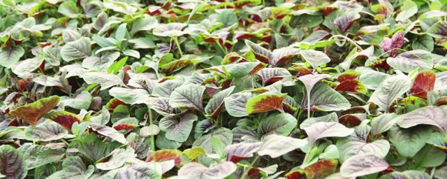 苋菜种植时间和办法 苋菜种植时间和方式简单介绍