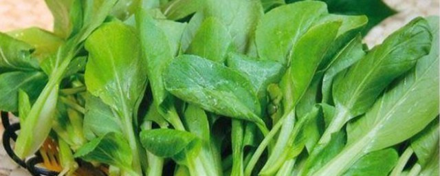 鸡毛菜的种植要领 鸡毛菜如何种植