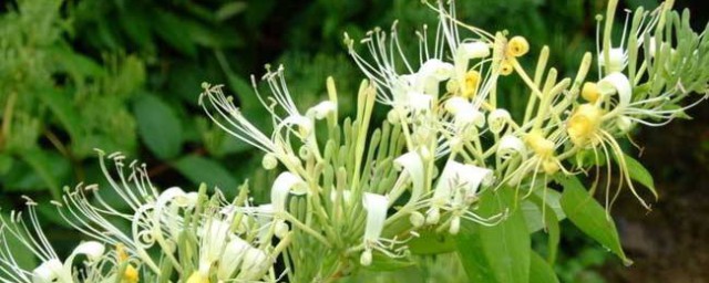 金银花种植要领 金银花种植方法简单介绍