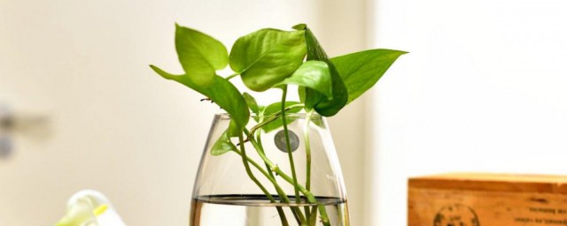 宿舍适合养什么植物 宿舍适合养的植物推荐