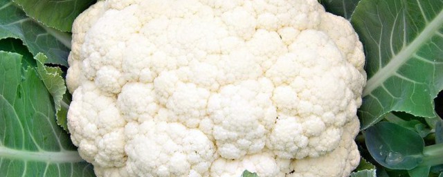 花菜腌制方法 如何腌制花菜