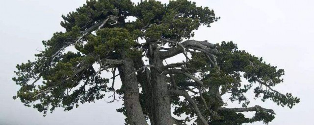 十大吉祥之树 象征吉祥好运的花简介