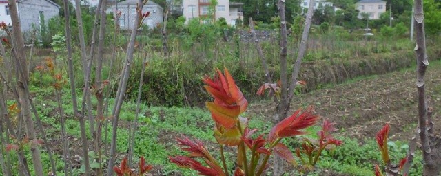 香椿树在风水上的说法 香椿树在风水上的详细说法