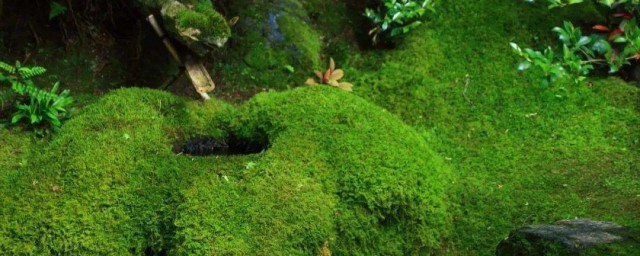 青苔怎样去除 去除青苔的技巧