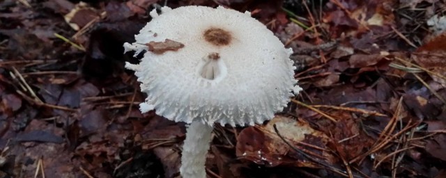 白蘑菇采摘技巧 白蘑菇怎样采摘