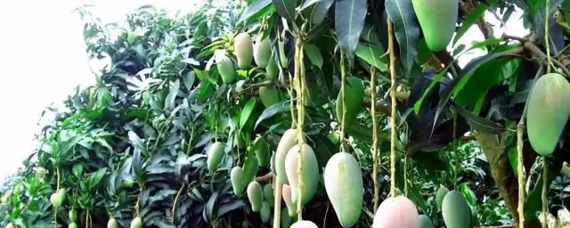 泡制芒果要领 泡制芒果办法是什么呢