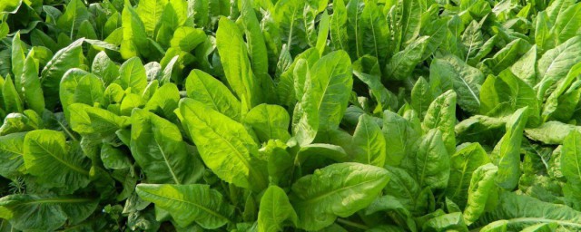 菊苣储存技巧 菊苣怎样储存