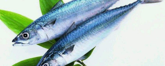 鲅鱼怎么做不腥 鲅鱼如何做不腥气又好吃