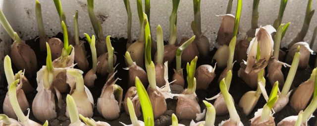 水里种蒜苗技巧 水种蒜苗的过程技巧简介