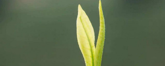 千林嫩叶始藏莺的意思 千林嫩叶始藏莺简单简介