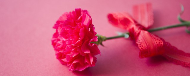 友谊花是什么花 象征友谊的花的含义