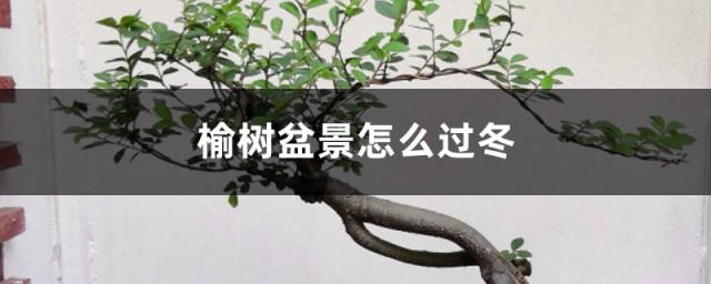 榆树过冬的技巧 榆树盆景怎样过冬