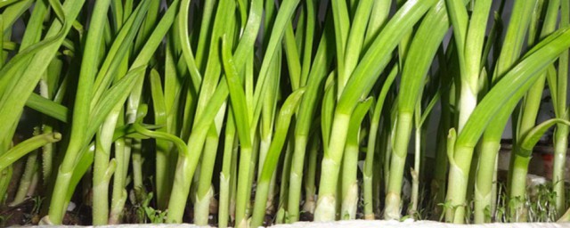 种蒜苗施肥技巧 种蒜苗怎样施肥