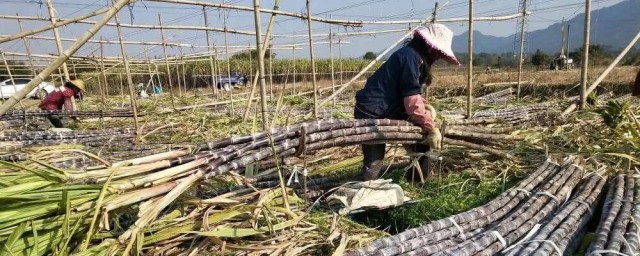 砍甘蔗最佳技巧 怎样砍甘蔗
