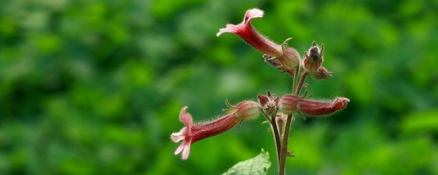 茯苓花种植办法 茯苓花种植要领介绍