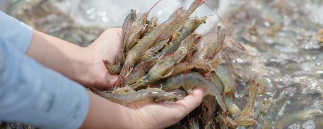 虾煮米粉怎样做 制作虾煮米粉的技巧
