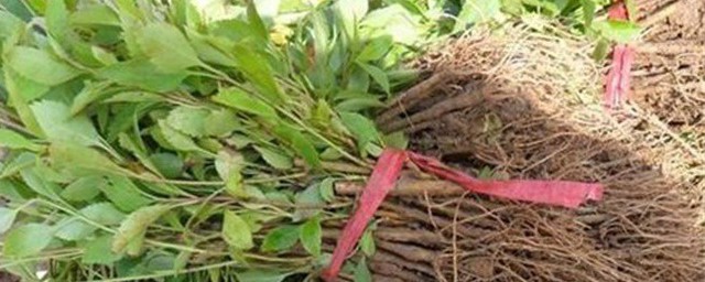连翘育种技巧 连翘的育种和种植技巧