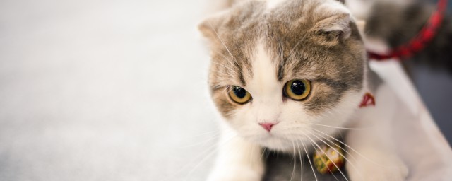 猫咪年龄怎样看 怎样判断猫咪的年纪