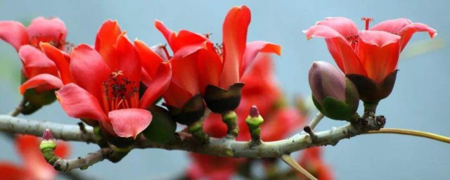 木棉花的花语的意思是什么 木棉花的花语寓意