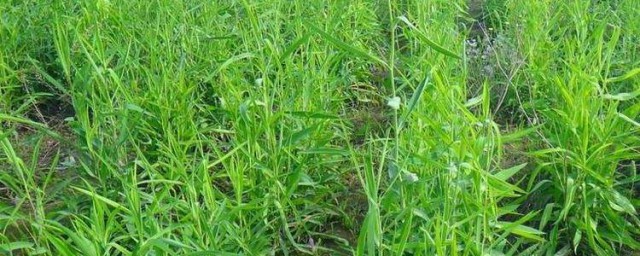 柴胡种植技巧 柴胡种植技巧简单简介