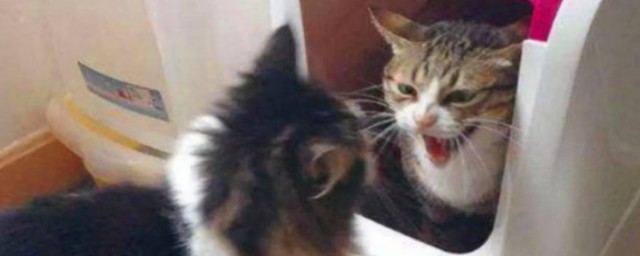 猫咪保温如何做 怎么给猫咪保温