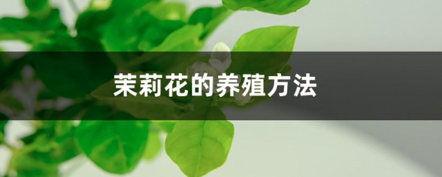 茉莉花的养护技巧 茉莉花怎样养