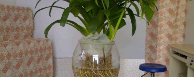 茉莉水培技巧 水培茉莉花怎样养
