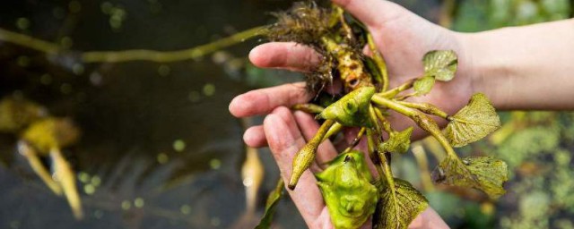 菱角施肥办法 菱角施肥要领简单介绍