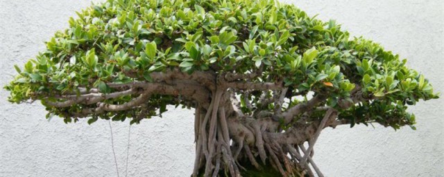 小榕树种植技巧 小榕树怎样养