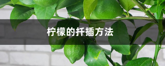 柠檬扦插技巧 柠檬的扦插技巧简介