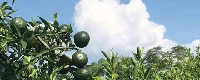 柑果的种植小技巧 这些种植前提一定要知道