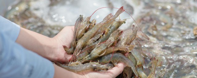 新鲜虾尾怎样保存 新鲜虾尾的保存方式