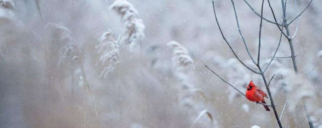 晚来天欲雪能饮一杯无的雪是什么意思 晚来天欲雪能饮一杯无原文及译文