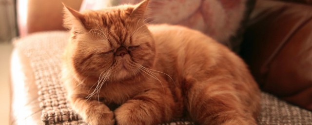最不爱动的猫是什么猫 加菲猫简介