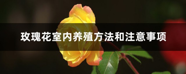 室内玫瑰花的养殖要领 玫瑰花室内养殖要领和注意事项
