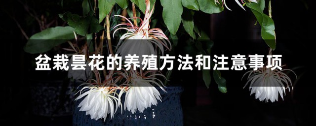 昙花养殖要领和注意事项 盆栽昙花如何养殖