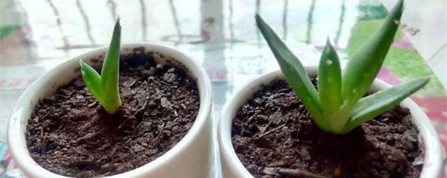 芦荟种植技巧 芦荟的养殖技巧简介