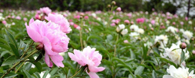 芍药如何种植 芍药种植要领和时间